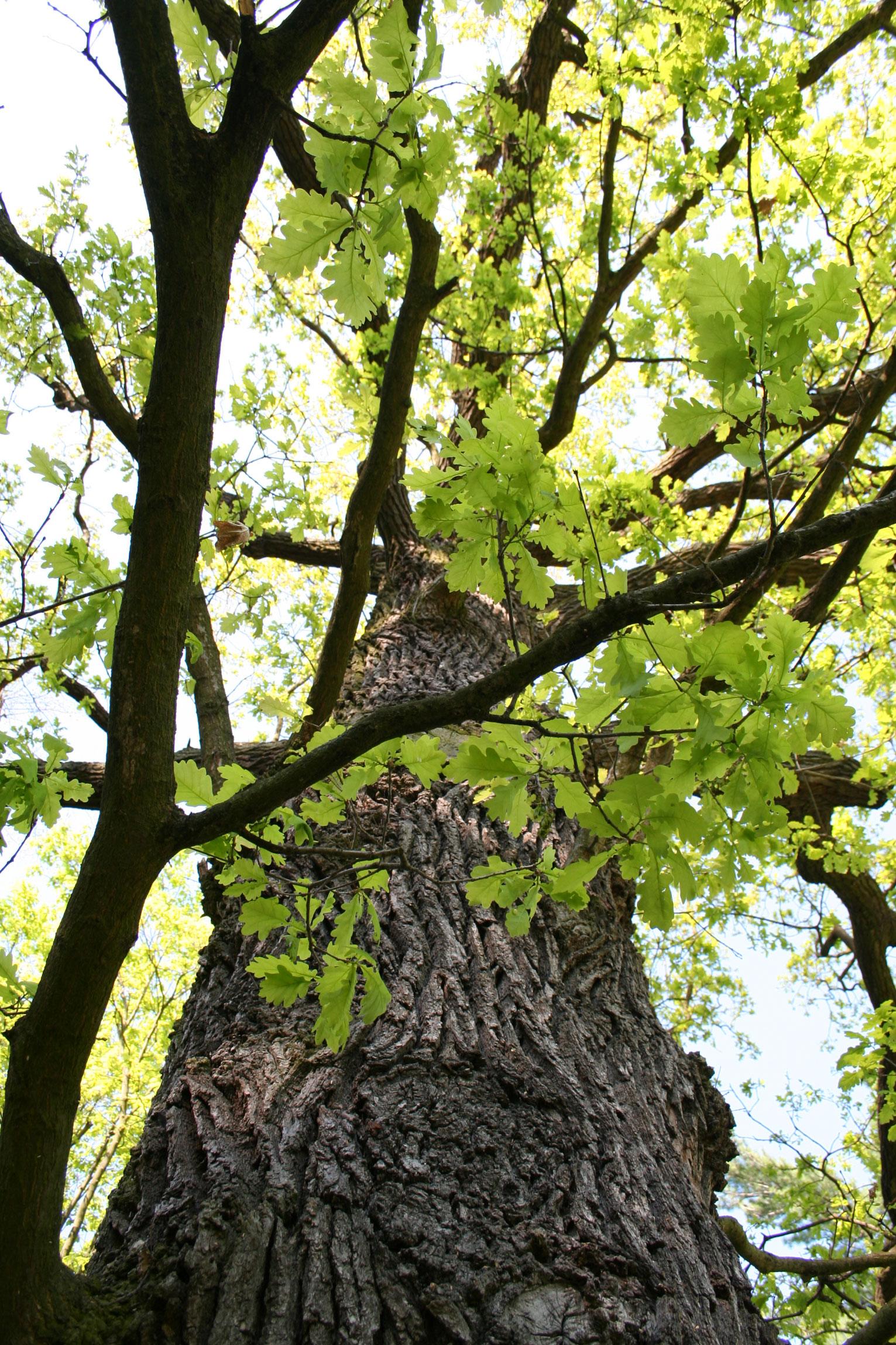 Ořez stromů Praha, kácení rizikových ceník