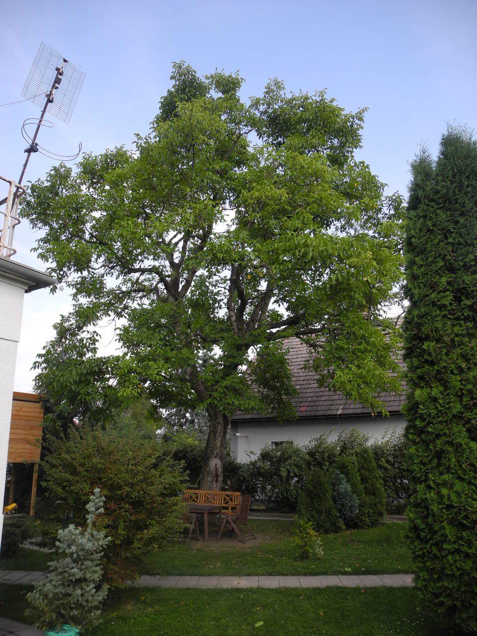 Strom na soukromé zahradě